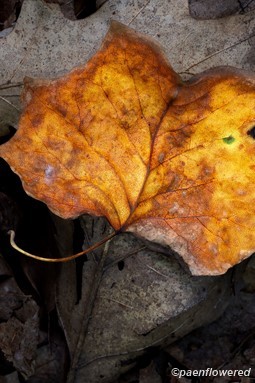 Leaf with fall color